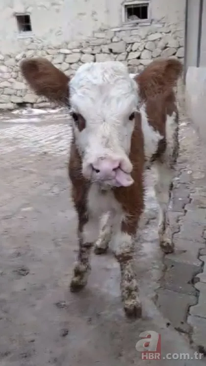 Buzağıyı görenler gözlerine inanamadı! Burun delikleri ağız boşluğuna...