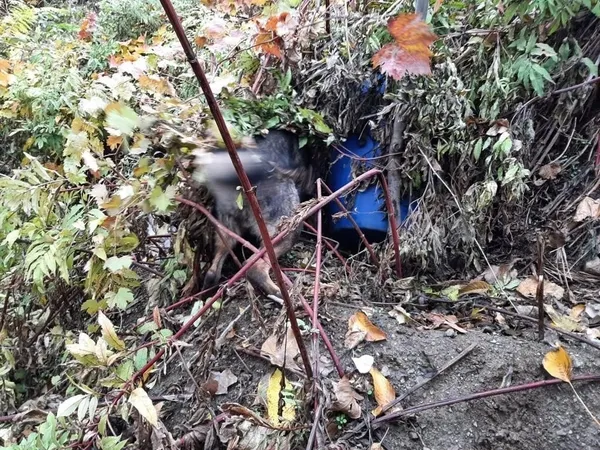 diyarbakir-licede-terorun-finans-kaynagina-darbe-572-kilogram-toz-ve-kubar-esrar-ele-gecirildi-1669743038222.jpg Diyarbakır Lice'de terörün finans kaynağına darbe: 572 kilogram toz ve kubar esrar ele geçirildi - 3