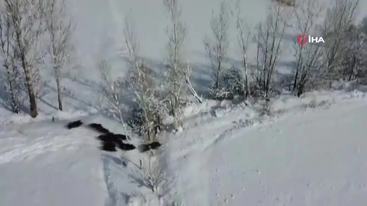 Çoban drone ile görüntüledi! Sürü halinde...
