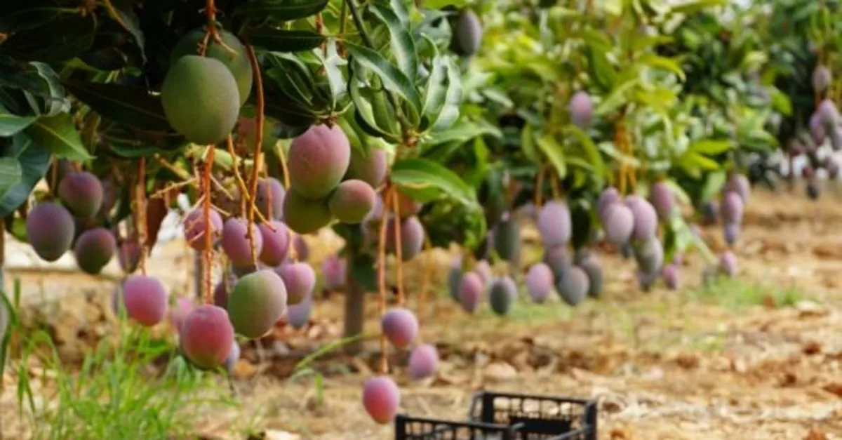 turkiye de ilk defa uretilen mangonun