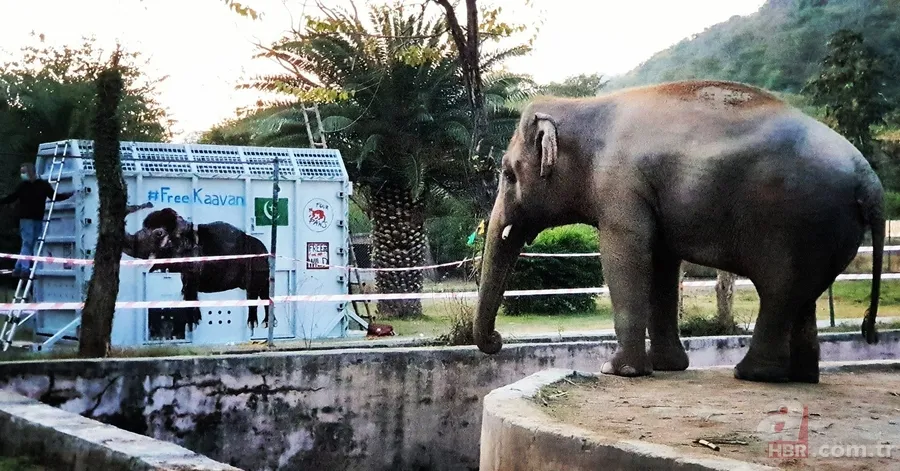 Partnerini kaybetmişti! Dünyanın en yalnız fili "Kaavan"... 3