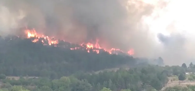 Son dakika: Ankara'nın Nallıhan ilçesinde orman yangını