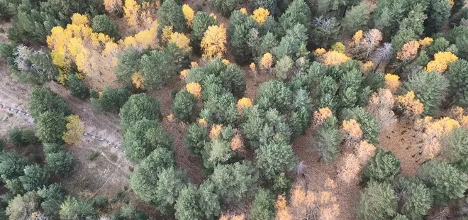 Kars'ta sonbaharda renk cümbüşü yaşanıyor