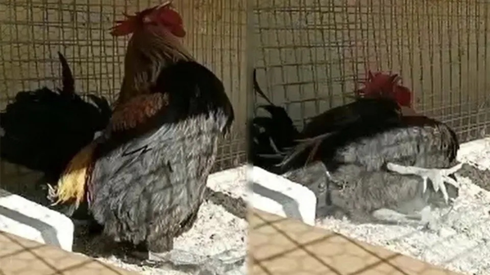 Ötmeyi bayılmak sandı! Öterken bayılan horoz görenleri hayrete düşürdü