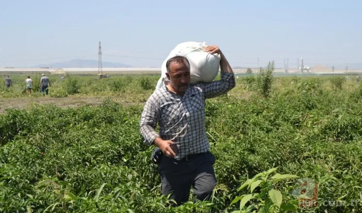 Ücretsiz dağıtıldı duyan akın etti! 220 dönümlük arazide rekor hasat! Üreticiler 600 tonu gözden çıkardı: Araçlarla gelip topladılar 6