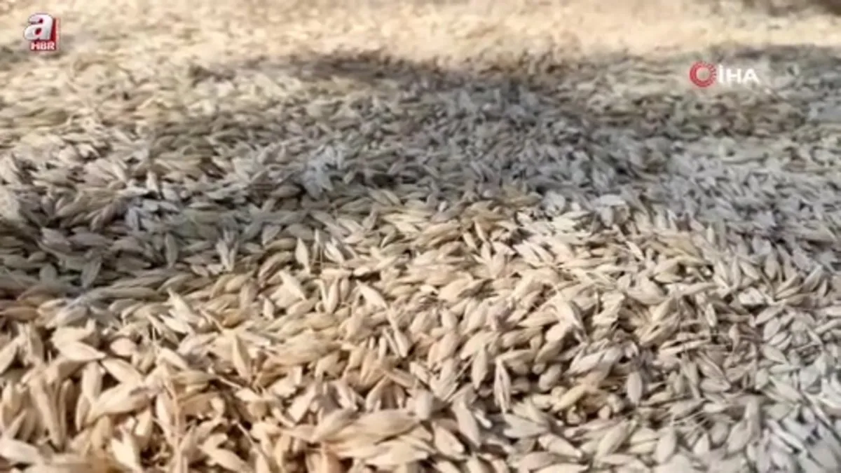 12 bin yıllık siyezin hasadını tamamlayan çiftçilerin bulgur yapım mesaisi başladı