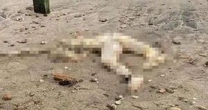 Bodrum sahilde ’kafası olmayan ceset’ bulundu