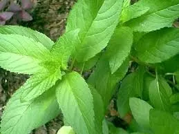 Nanenin faydaları saymakla bitmiyor 4