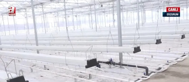 Erzurum’da jeotermal serada domates üretilecek! Türkiye’nin en yüksek rakımında üretim