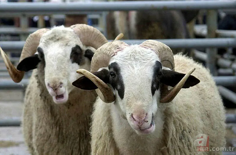 Kurban Bayramı tatili 2019 kaç gün olacak? Kurban Bayramı tatili ne zaman hangi günler? 2