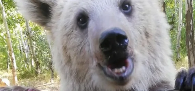 Vatandaşlardan bozayılara yoğun ilgi: Elleriyle besledi