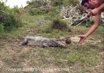 Timsahla Hindistan cevizi kıran adam