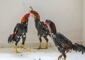Horoz dövüşü yaptıran 16 kişiye 123 bin lira ceza