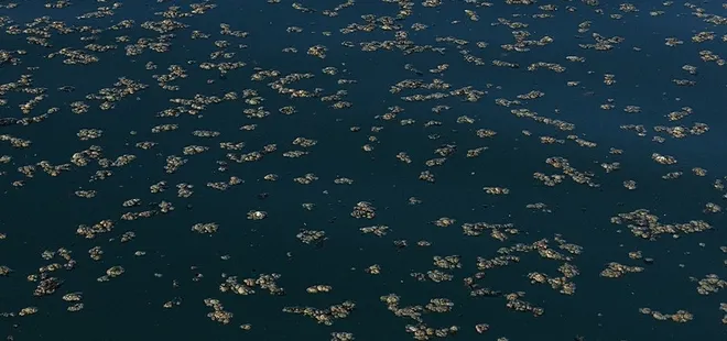 Van Gölü'nde korkutan manzara! Bazı noktalarda yosun tabakası oluştu