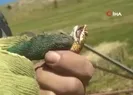 Yılan ile tehlikeli oyun...