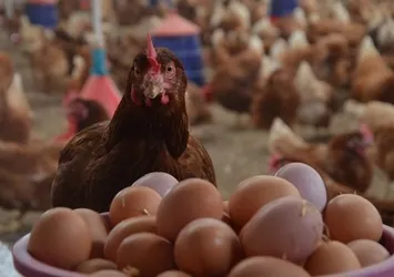 Tavuk ve yumurtada doğru bilinen yanlışlar