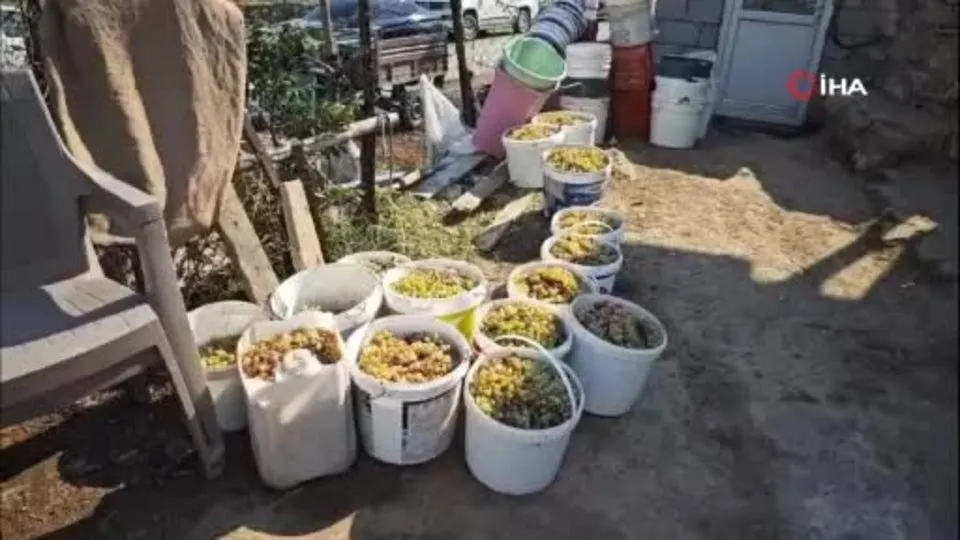 Siirt’te iskambo pekmezinin yapımına başlandı