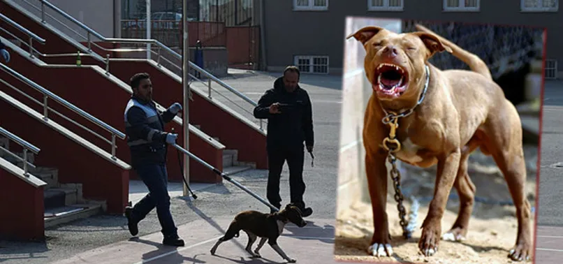 corum da okula giren pitbull