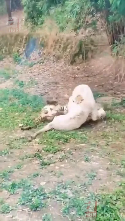 Beyaz aslan ve kaplanın karşılaşması nefesleri kesti! (Aslan Kaplan kavgası) 10