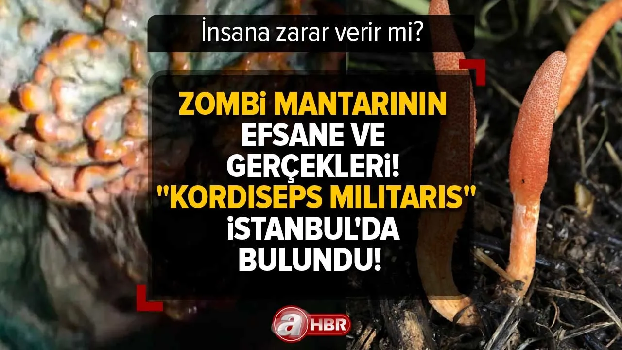 Zombi mantarı nedir, insana zarar verir mi? Oyun ve dizilere konu olan "Kordiseps militaris" İstanbul'da bulundu! Zarar ve faydaları neler?