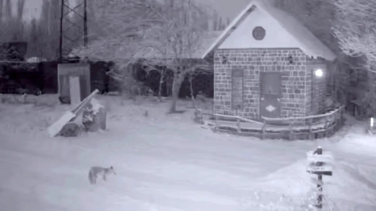 Kümese giren tilki tavuğu ağzıyla kapıp böyle kaçtı