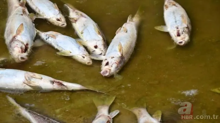 Kızılırmak'tan korkutan görüntü! Balık ölümlerinin sebebi belli oldu 10