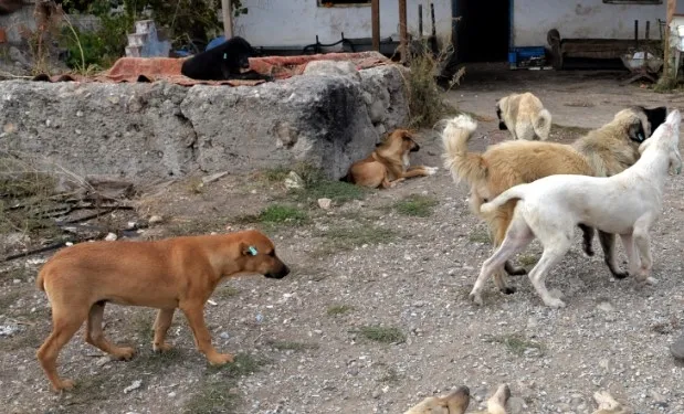 hayvanseverlik-adi-altinda-vurgun-veterinere-gonderilen-paraya-el-koydu-kopekleri-satarak-kazanc-sagladi-1722632778893.jpg Veterinere gönderilen paraya el koydu, köpekleri satarak kazanç sağladı.