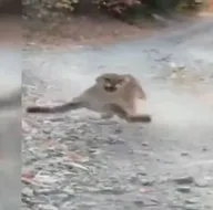 Son dakika: Ormanda yürüyüş yaparken puma saldırdı! Ölümcül takip kamerada