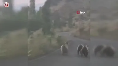 Yavru ayılar otomobile yol vermedi