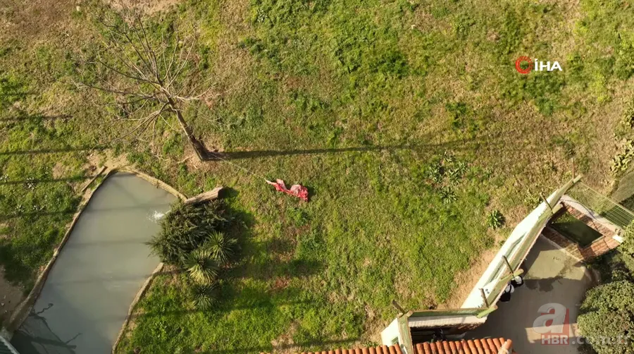 Aslanlar böyle yedi! Vahşi doğa belgeselleri aratmayan görüntüler Türkiye'den 1