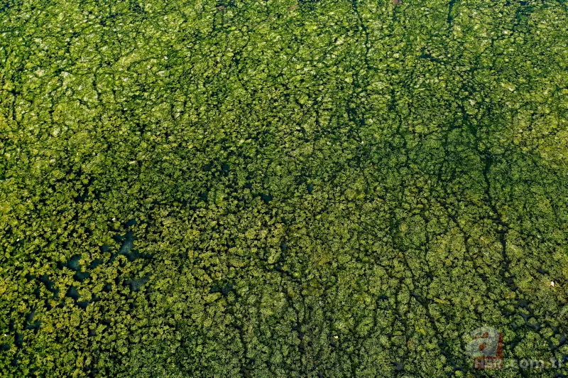 CHP'li Tunç Soyer'in "Yüzülebilir hale gelecek" dediği İzmir Körfezi çevre felaketi uyarısı veriyor 15