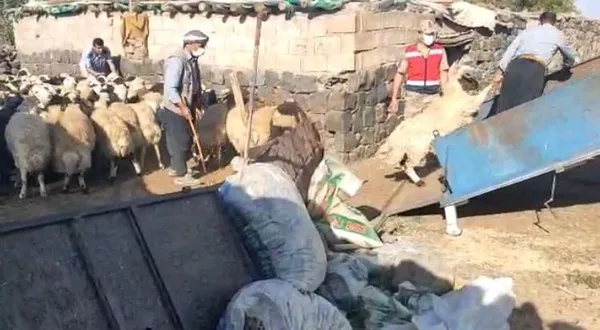 Son dakika: Şanlıurfa'daki hayvan hırsızları yakalandı - 1