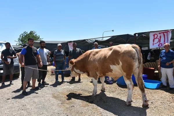 Pazarın gözdesi Toros Kaplanı 67 bin liraya alıcı buldu - 1