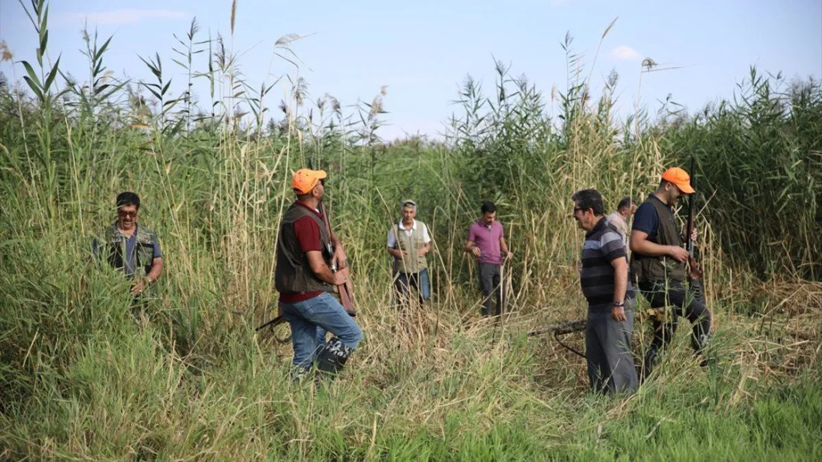 Çiftçiler mahsullerini korumak için 4 aydır domuz nöbetinde!