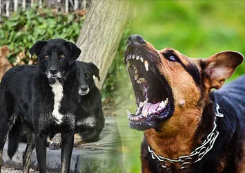 Valilikten "kuduz" iddialarına yalanlama