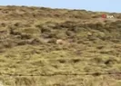 Sinopta yalnız başına görüntülendi