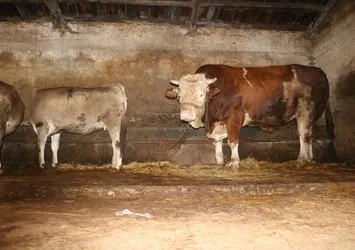 Kurbanlık boğa görenleri büyüledi! Fiyatı dudak uçuklattı