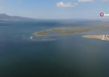 Ege'de orkinos ölümlerinin nedeni kirlilik