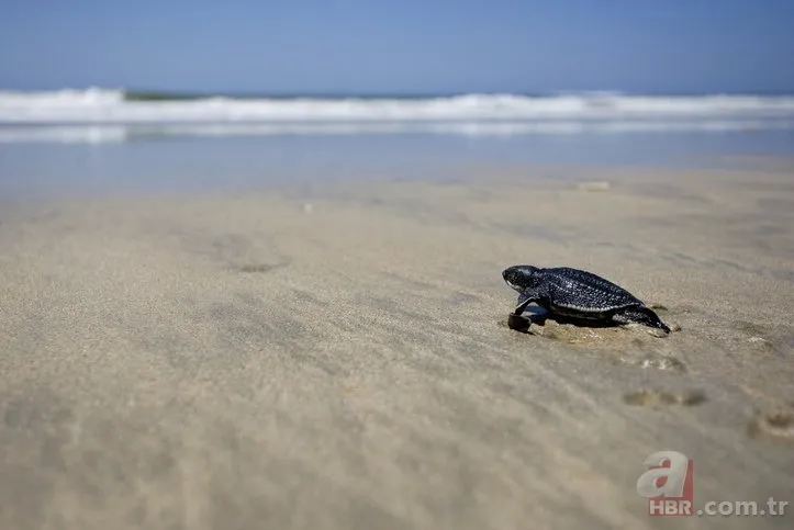 Yaşayan en büyük kaplumbağa türü! 20 yıl sonra geri döndüler!