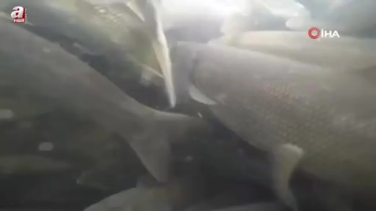 İnci kefalinin tersine göçü su altından görüntülendi