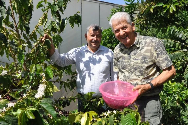 Türkiye’de bir ilk! Tropikal bahçede kahve meyvesi yetiştirdi, kilosunu 400 TL’den satıyor