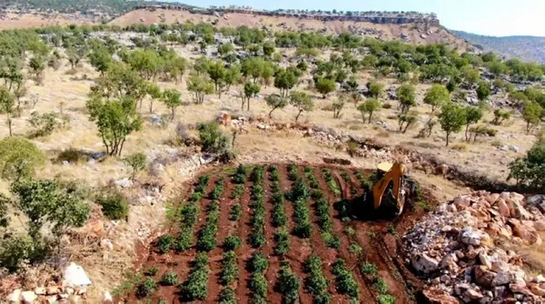 Diyarbakır’da ’Eren’ operasyonu: 603 kilogram esrar ve 640 bin 600 kök esrar bitkisi ele geçirildi