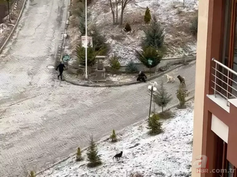 Okul yolunda dehşet anları! Sokak köpekleri öğrencilere ardından kadına böyle saldırdı 5