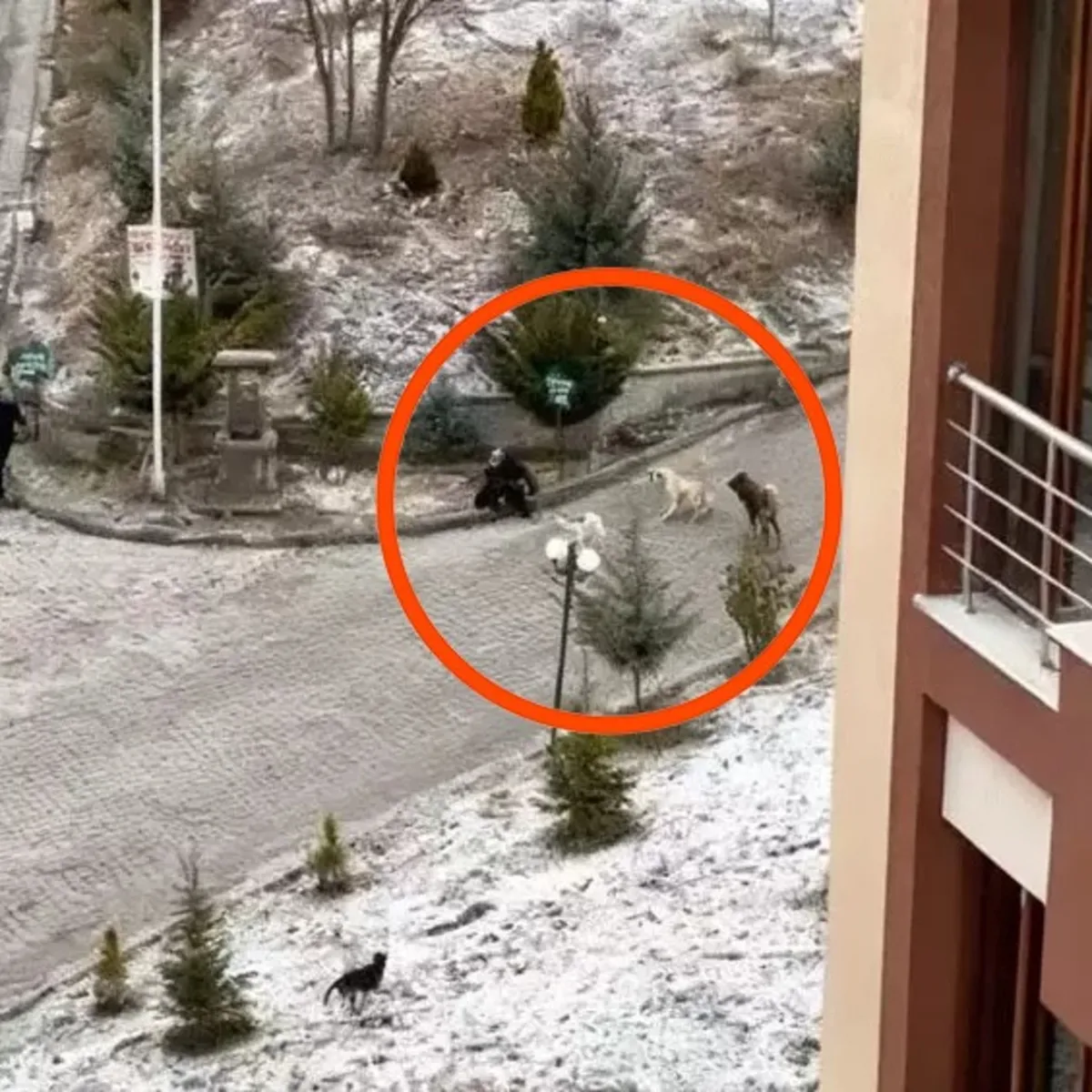 Okul yolunda dehşet anları! Sokak köpekleri kadına böyle saldırdı