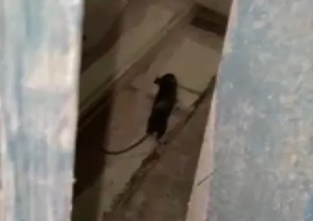 Fırında hijyen denetiminde çıkan fare ekipleri şoke etti