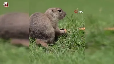 Bisküvi yerken böyle görüntülendi