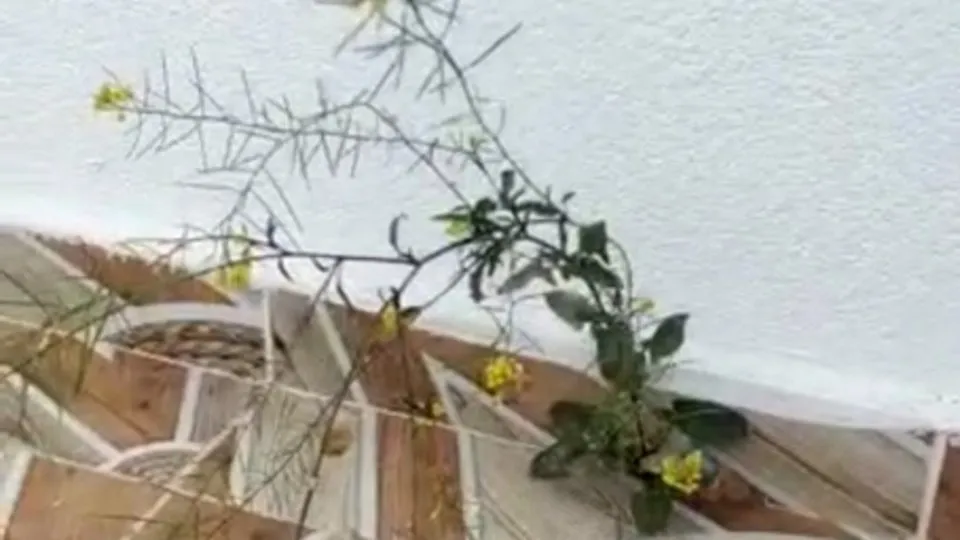 Dördüncü katta fayans arasından çıkan çiçek şaşırttı
