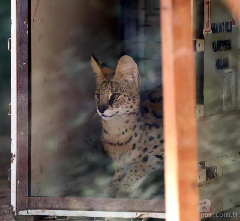 Kedigillerin en zor bulunan türü | İstanbul'da lüks bir malikanede ele geçirildi! Nesli neredeyse hiç kalmadı 5