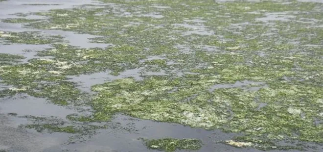 İzmir Körfezi'nde 1 yıldır değişmeyen görüntü: Bu, bir rekor