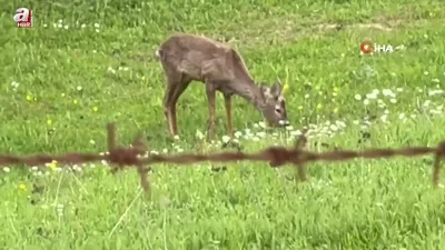 Yaylada otlayan karaca kamerada